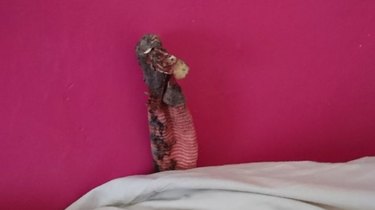 A Horrified Family Was Trapped By What They Thought Was A Menacing Lizard