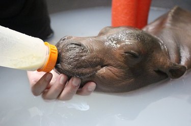 Premature 1-month-old Baby Hippo Is Too Heavy For Staff To Carry