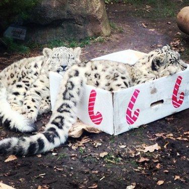 Snow leopard sleeping in a cardboard box.