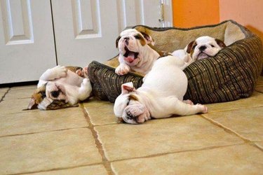 Puppies rolling out of a bed