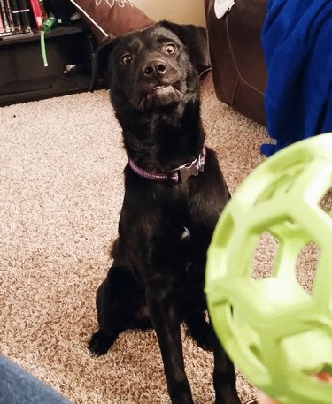 black dog ready for you to throw the green ball