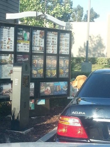 Dog in car looking at drive-through menu.