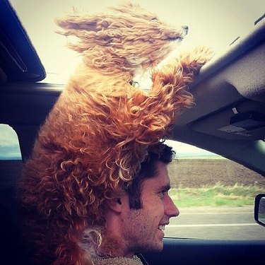 Dog sticking its head out of sunroof.