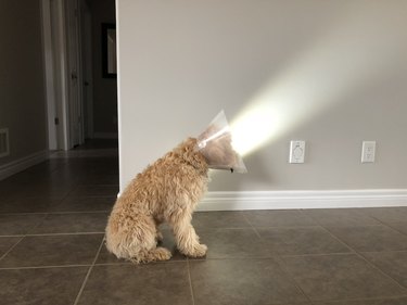 Dog wearing E-collar sitting in a beam of light