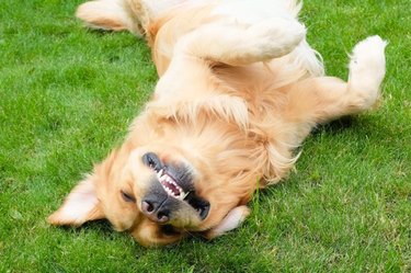 Dog rolling in grass.