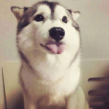 Husky sticking out tongue