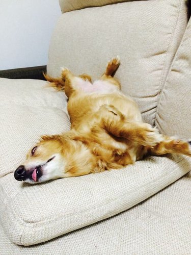 Pets contorted into weird sleeping positions will never not be funny