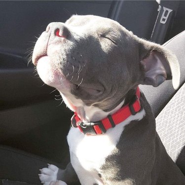 Puppy in a car basking in sunlight.