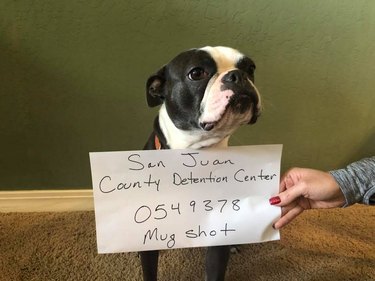 This Dog Was Arrested for Destroying a Christmas Decoration