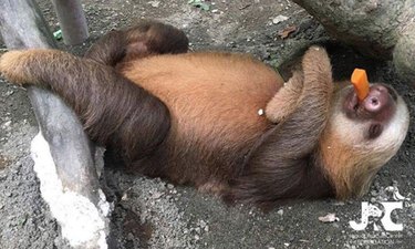 13 Sloths You Won't Believe Existed