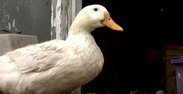 Max the Dog and Quackers the Duck Are Adorably Unlikely Best Friends