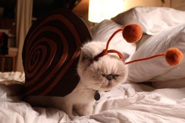 Cat dressed as snail.