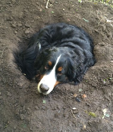 Dog curled up in hole