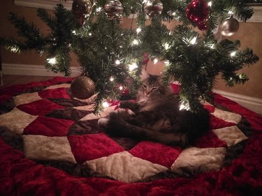 Cat cozy underneath Christmas tree