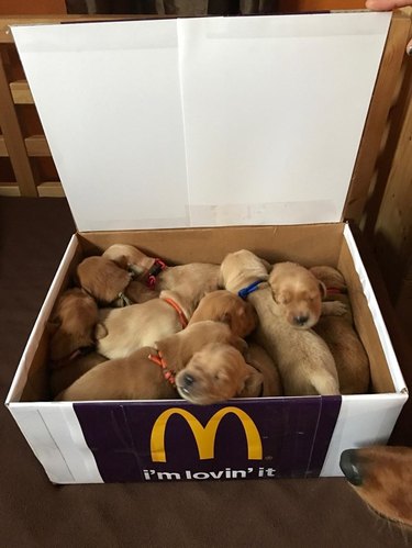 Box of puppies labeled with McDonald's logo.