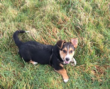These 26 Corgi Mixes Prove The Best Things In Life Come In Small Packages
