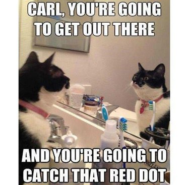 Cat looking at itself in the mirror. Caption: Carl, you're going to get out there and you're going to catch that red dot