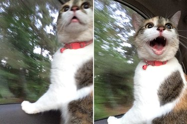 Startled cat in car.