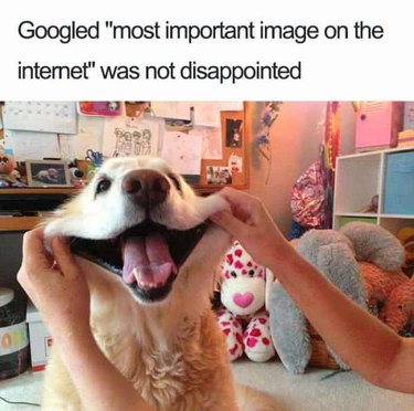 Dog with its cheeks being stretched into a smile. Caption: I Googled "most important image on the internet" was no disappointed
