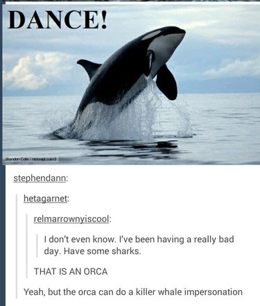 Just 56 Hilarious Animal Puns That Exist on the Internet