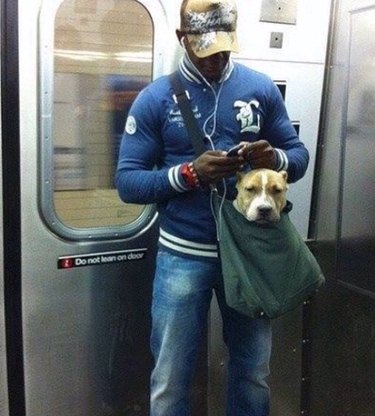 Dog in messenger bag.