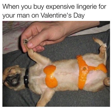 Chihuahua sleeping on its back with orange peels in the shape of a bikini on its chest. Caption: When you buy expensive lingerie for your man on Valentine's Day