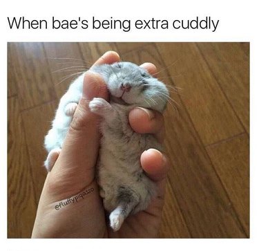 Chubby gray hamster sleeping in someone's hand. Caption: When bae's being extra cuddly