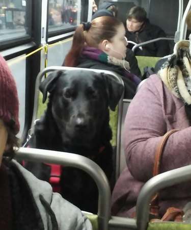 This Lab Rides The Bus Alone Every Day To A Hilarious Destination