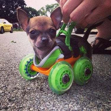 Precious Pup on Wheels