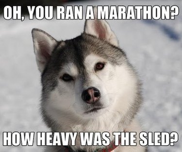 Siberian Husky. Caption: Oh, you ran a marathon? How heavy was the sled?