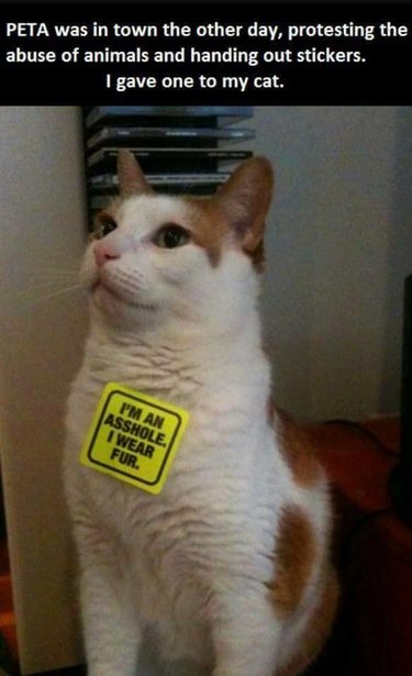 Cat with PETA sticker saying "I'm an asshole. I wear fur."