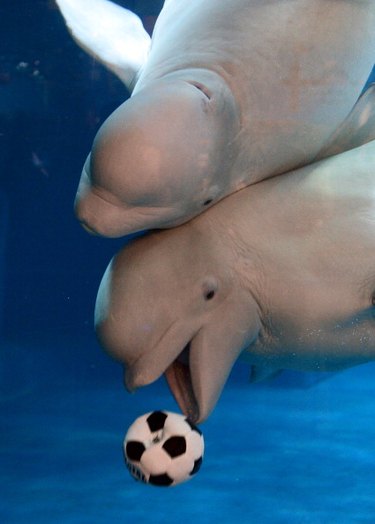 Beluga whales playing with soccer ball.