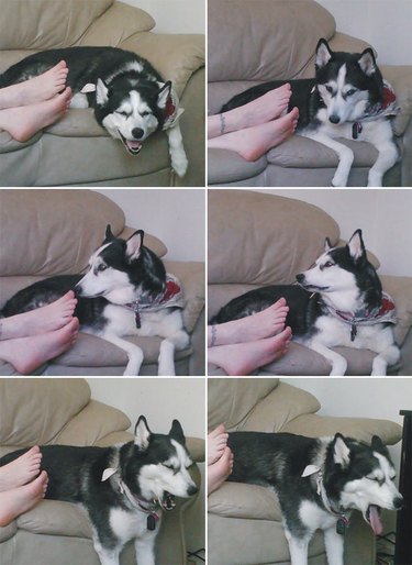 Photo series of dog reacting to person's feet.