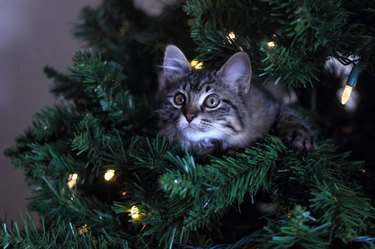 How to Keep a Cat Away From a Christmas Tree | Cuteness