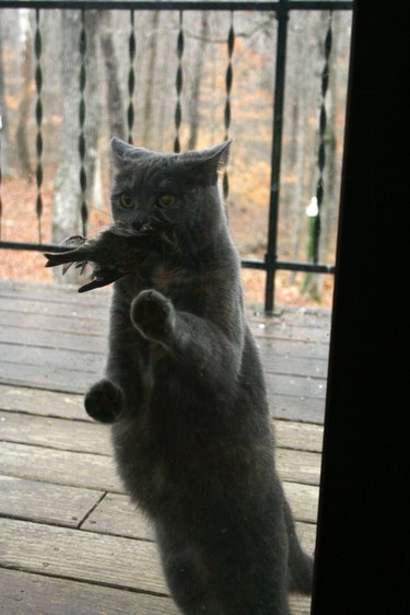 Cat looking through window and holding a dead bird in its mouth.