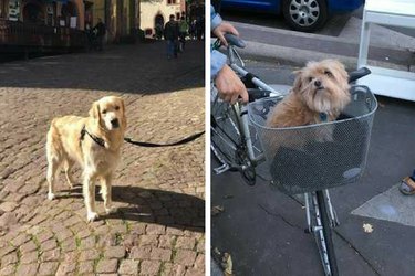 Woman Takes Only Photos Of Dogs During Vacation To France
