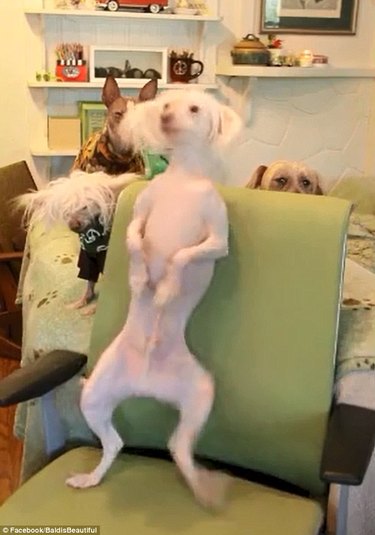 21 Hairless Animals Who Are Totally Confident Naked
