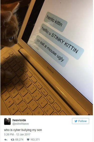 Kitten being cyber bullied