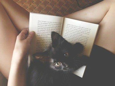 Cat on Book