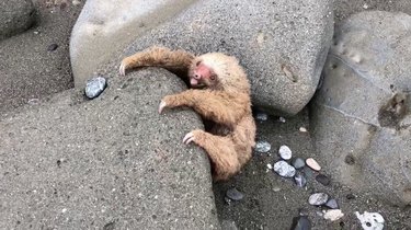 Tourists rescue baby sloth from Costa Rican beach