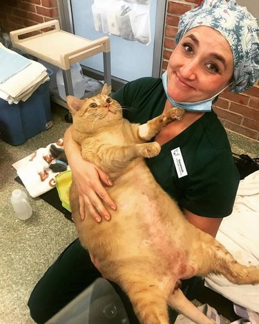 You'll Be Amazed By How Much This Tubby Tabby Has Slimmed Down