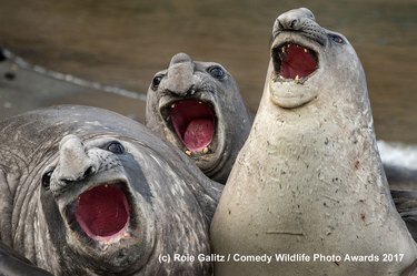 the funniest wildlife photos of 2017