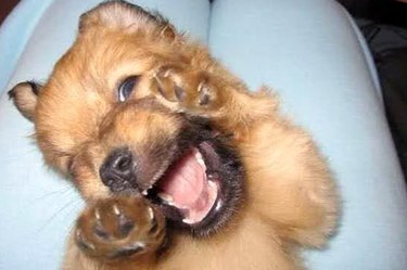 silly puppies who will make you laugh