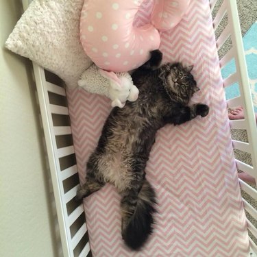 Happy, comfy cat in a baby's crib