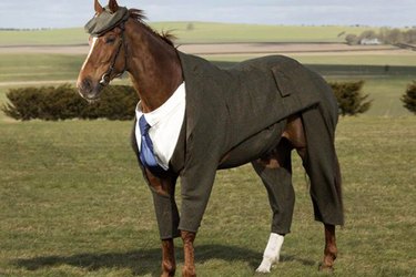 horse photos guaranteed to make you laugh