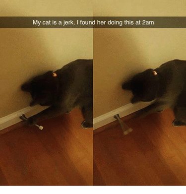 Animals Just Taunting Their Owners Because They Can