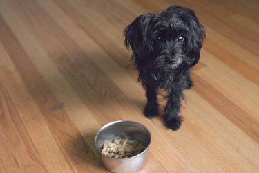 Small black dog standing by food bowl on wooden floor