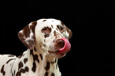Dalmatian dog licking nose