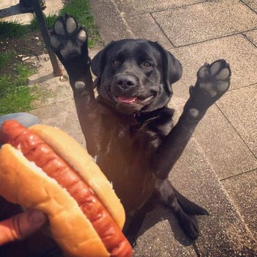 Good boy bows down in tribute to the hot dawg gods