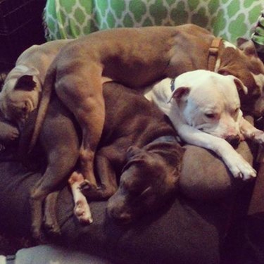Pit bull dogs on top of each other.